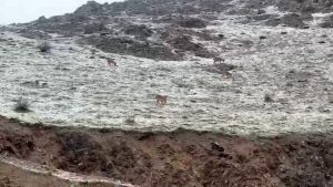 Hakkari’de Dağ Keçileri Doğal Yaşamın Güzel Bir Parçası Olarak Görüntülendi