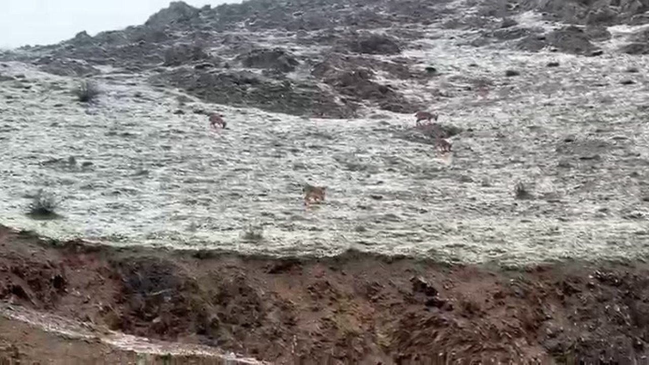 Hakkari’de Dağ Keçileri Doğal Yaşamın Güzel Bir Parçası Olarak Görüntülendi